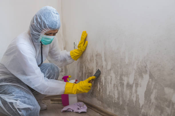 Best Attic Mold Remediation in Lawndale, CA