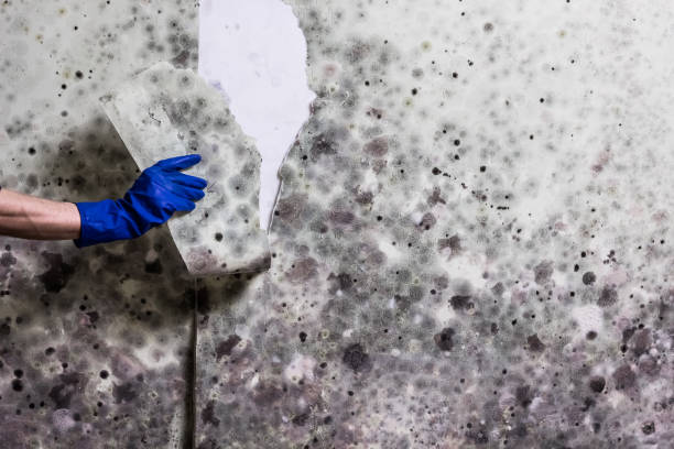 Best White Mold Remediation in Lawndale, CA