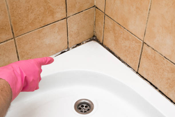 Best Mold Testing and Inspection Services in Lawndale, CA
